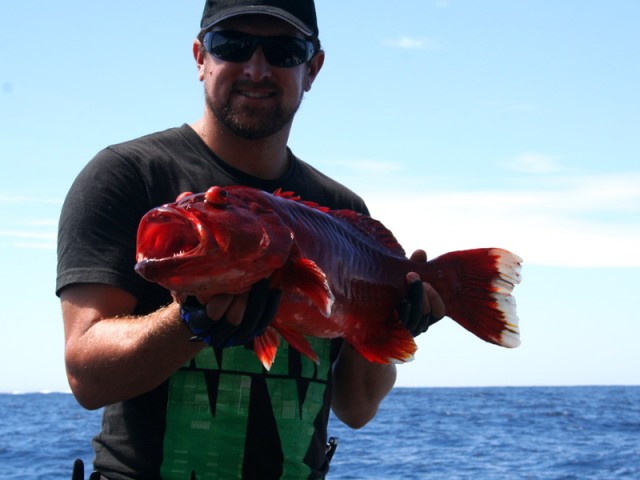 Coral Trout